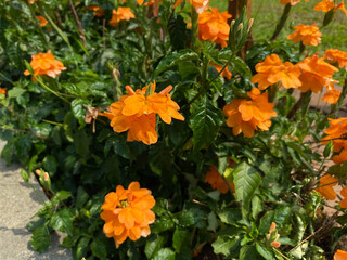 Crossandra infundibuliformis or the firecracker flower, orange vibrant color blooming on the garden