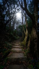 Misty forest path (1)