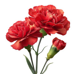 Beautiful red carnations bloom with green stems floral arrangement design art isolated on transparent background, png