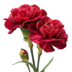 Beautiful red carnations floral bloom vibrant blossom botanical flower petals isolated on transparent background, png
