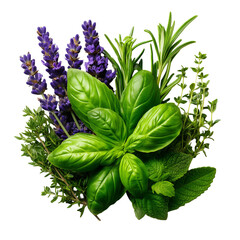Fresh culinary herbs assortment basil rosemary thyme mint and lavender aroma isolated on transparent background, png