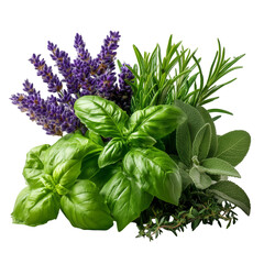 Fresh herbs basil rosemary lavender sage thyme oregano culinary herb garden isolated on transparent background, png