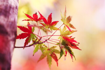 色鮮やかな秋の紅葉