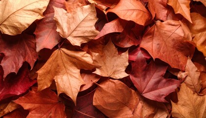 Autumn Maple Leaves Background
