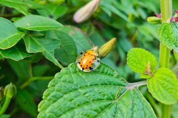 Jewel-like Tortoise Beetle perched on a leaf in a natural environment. Used for environmental themes, insect identification, and beauty in nature.