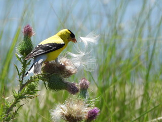 Thistle in the Wind