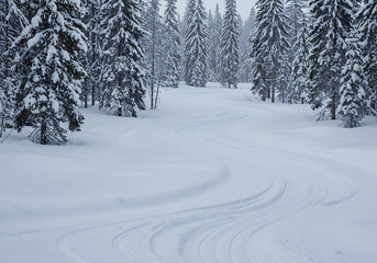 Fototapeta premium Snowy Forest Winter Trail Cross Country Skiing