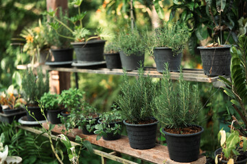 Bright blooming yellow and orange flowers in natural sunlight, symbolizing peace and environmental harmony, creating a cheerful and relaxing atmosphere in a beautiful outdoor garden setting