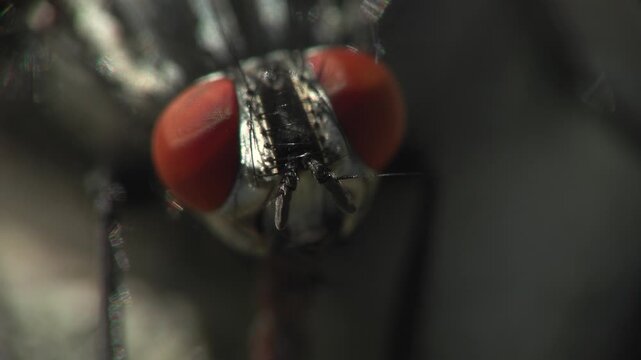 mosca domestica (Musca domestica)