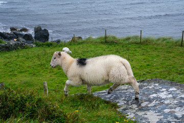 Sheep grazing peacefully along the rugged Irish coastline on a cloudy afternoon