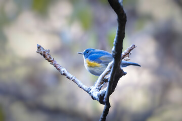 blue tit on branch