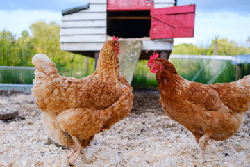 Hen exploring the coop while another chicken observes in a tranquil backyard setting near a rural farmhouse
