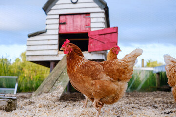 Free-range hen in front of a rustic chicken coop during a serene afternoon on a tranquil farmstead © Road Red Runner