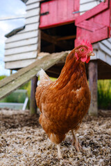 Brown hen foraging in rural chicken coop environment during daylight hours, creating a serene atmosphere of farm life