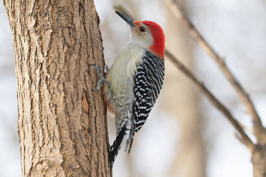 Red-bellied Woodpecker (Melanerpes carolinus) Perched on Tree, Bird Wildlife Photography