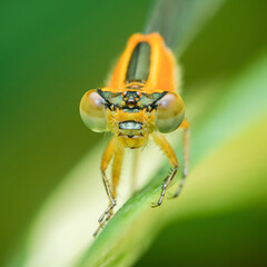 Orange damselfly perching on green leaf in nature macro photography