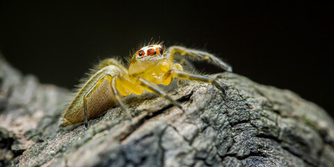 Yellow jumping spider crawling on wood in nature