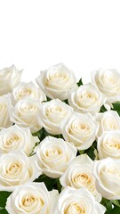 Obraz premium Cream roses close up