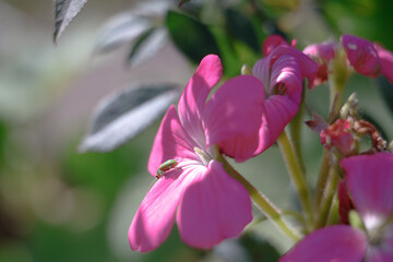 pink orchid in the garden