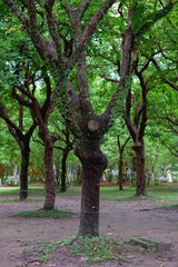 Obraz premium Tree-covered park landscape with lush green trunks and branches in Taipei, Taiwan