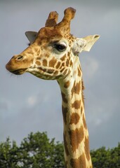 Fototapeta premium A Giraffe at a nature reserve