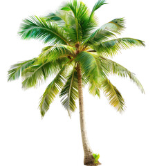 Vibrant tropical palm tree