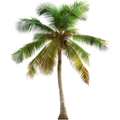 Tropical palm tree against black background (1)
