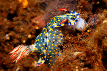 Nudibranch, Hypselodoris confetti. Nudibranch eating showing radula