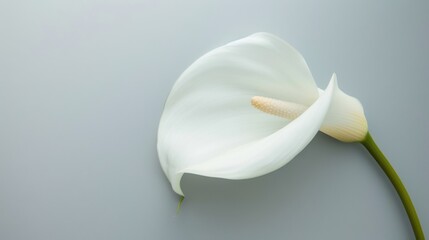 Fresh Blooms in Close-Up: A Flower&rsquo;s Beauty Against a Pure Background