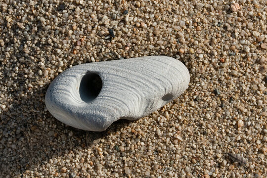 Piddock hole stone found on a Monterey California beach