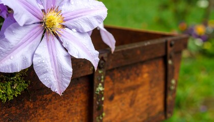 A delicate, lavender clematis flower with water droplets rests in a rustic wooden planter, showcasing a beautiful floral display against a blurred backdrop of greenery.