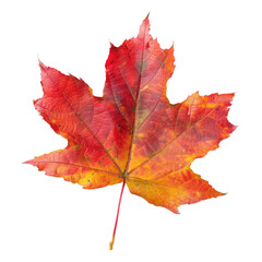 Fototapeta premium and keyword list based on the image.. Red Maple Leaf Against Black Background
