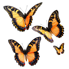 Obraz premium Four vibrant butterflies in flight, showcasing intricate orange and black patterns on their wings
