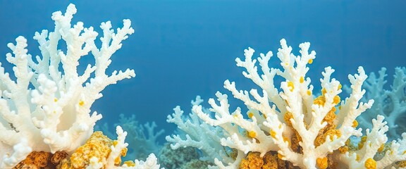 Stunning white branching coral with vibrant yellow accents against a deep blue ocean background.