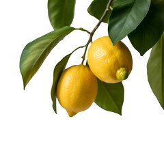 Two Yellow Lemons With Green Leaves On A Branch fruit