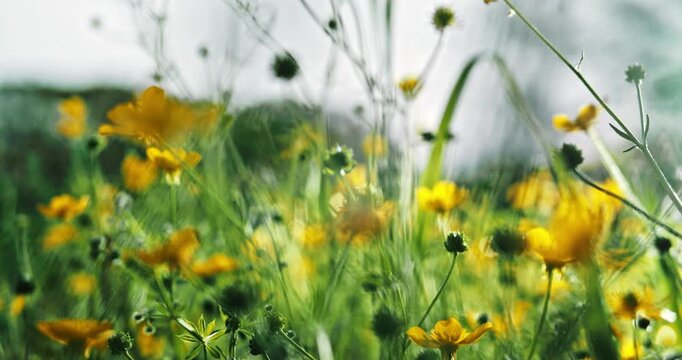 Close up of a field of yellow wildflowers swaying in the breeze. Slowly moving through a peaceful springtime meadow of flowers and grass in vibrant colors. Soft idyllic flowers background.
