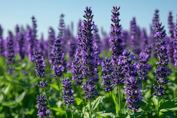 Obraz premium Lavender field with blooming purple flowers on stems and blue sky. It can be used for backgrounds, nature and healthy lifestyle concepts.