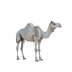 adult camel full length, isolate on transparent white background