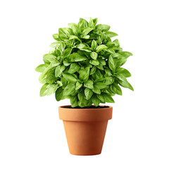 Naklejka premium Potted green plant isolated on white background.