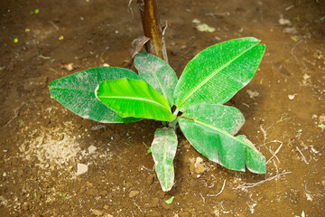 Young Banana Plant Growing In farm