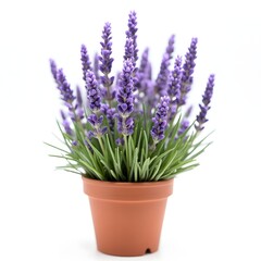 Naklejka premium Lavender Plant in Pot