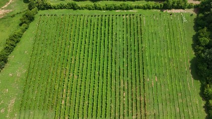 Aerial Vineyard 