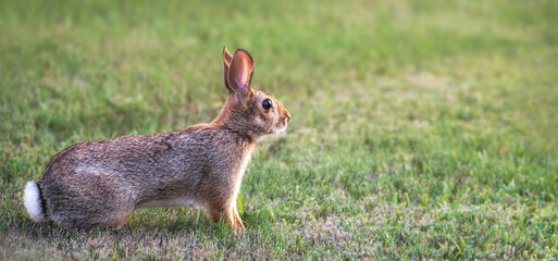 Cute Cottontail bunny rabbit sitting in the grass on a summer evening. Natural green background with copy space.