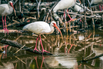 A White Ibis stands poised on a branch over calm wetland waters, its vivid red bill and legs contrasting against white plumage.