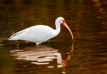 A white ibis wades through golden water. The bird&rsquo;s curved orange bill and vivid blue eye ring stand out against its clean white feathers, creating a striking natural scene.