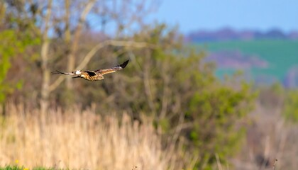 Bird of prey in flight over a natural landscape.