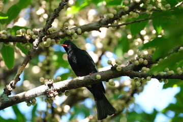 Black Bulbul (Hypsipetes leucocephalus) perched on a fruiting branch in Taipei, Taiwan