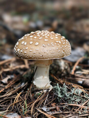 Close-up photo of poisonous panther cap or Amanita pantherina mushroom growing in forest. Natural background.