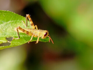 a young, yellow-brown grasshopper with large red eyes and spiky legs clings to a green leaf with several holes chewed into it.