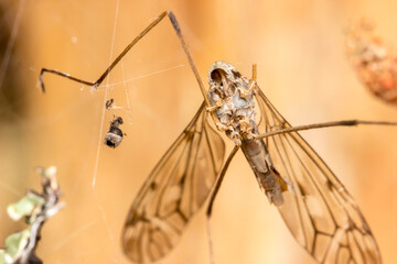 spider prey. spider victim on a web. blurred light background. wildlife. colorful macro photography.